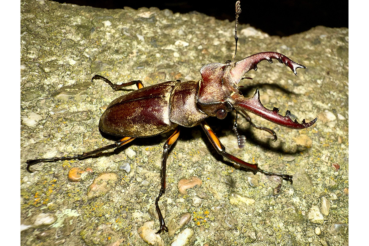 カブトムシやクワガタの大量採集が物議に（写真はイメージ）【写真：写真AC】
