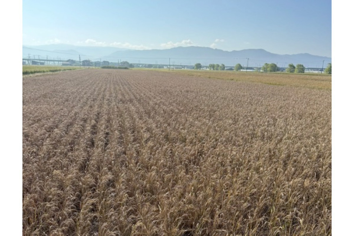「収量はもう0です」田んぼに突然“大量の海水”、緑の稲が一面茶褐色に…補償も決まらず、農家が悲痛