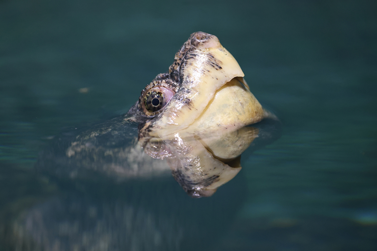 印旛沼決壊で生息域拡大が懸念されるカミツキガメ（写真はイメージ）【写真：写真AC】