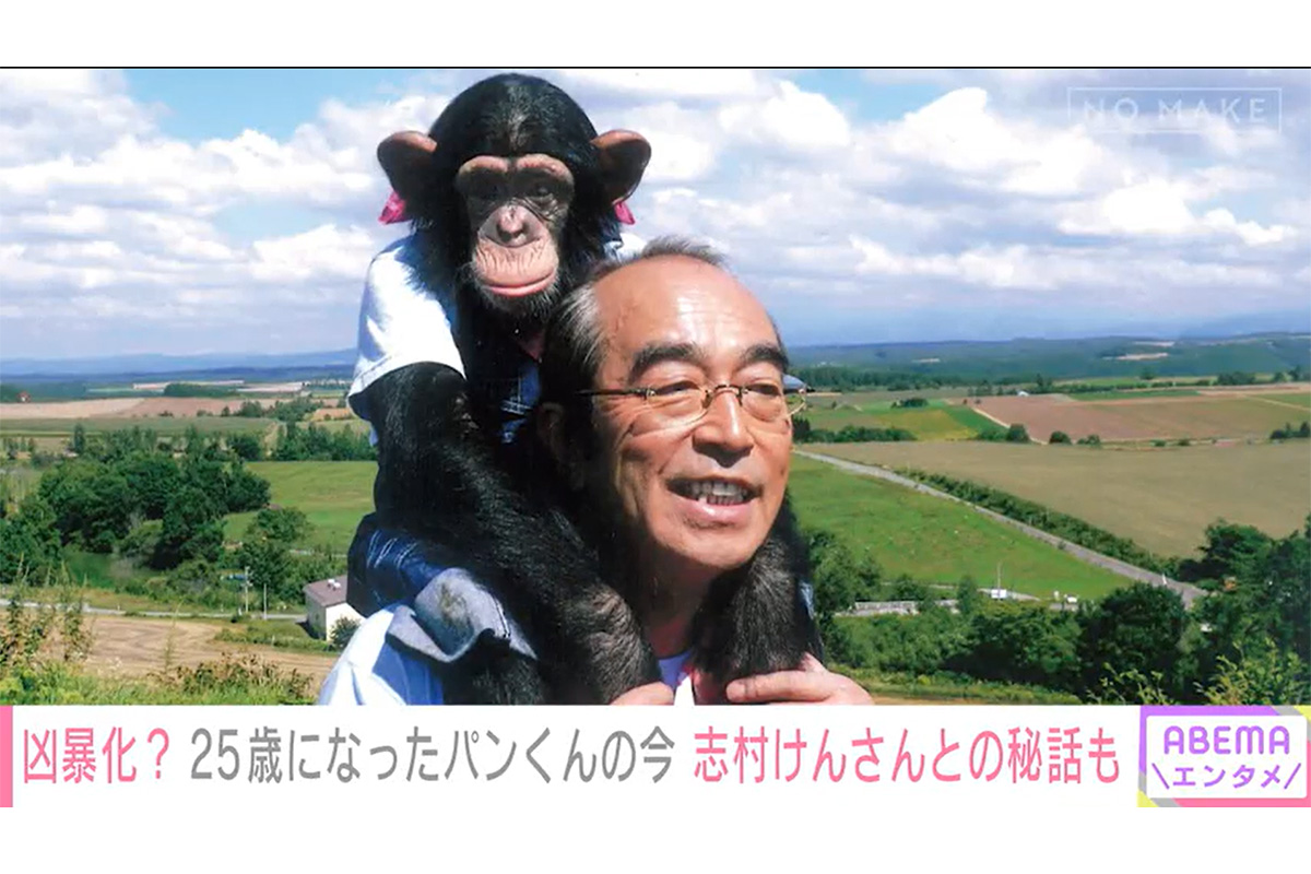 “天才チンパンジー”パンくん、女性襲撃の真相　引退から14年…「初老」になった現在の姿