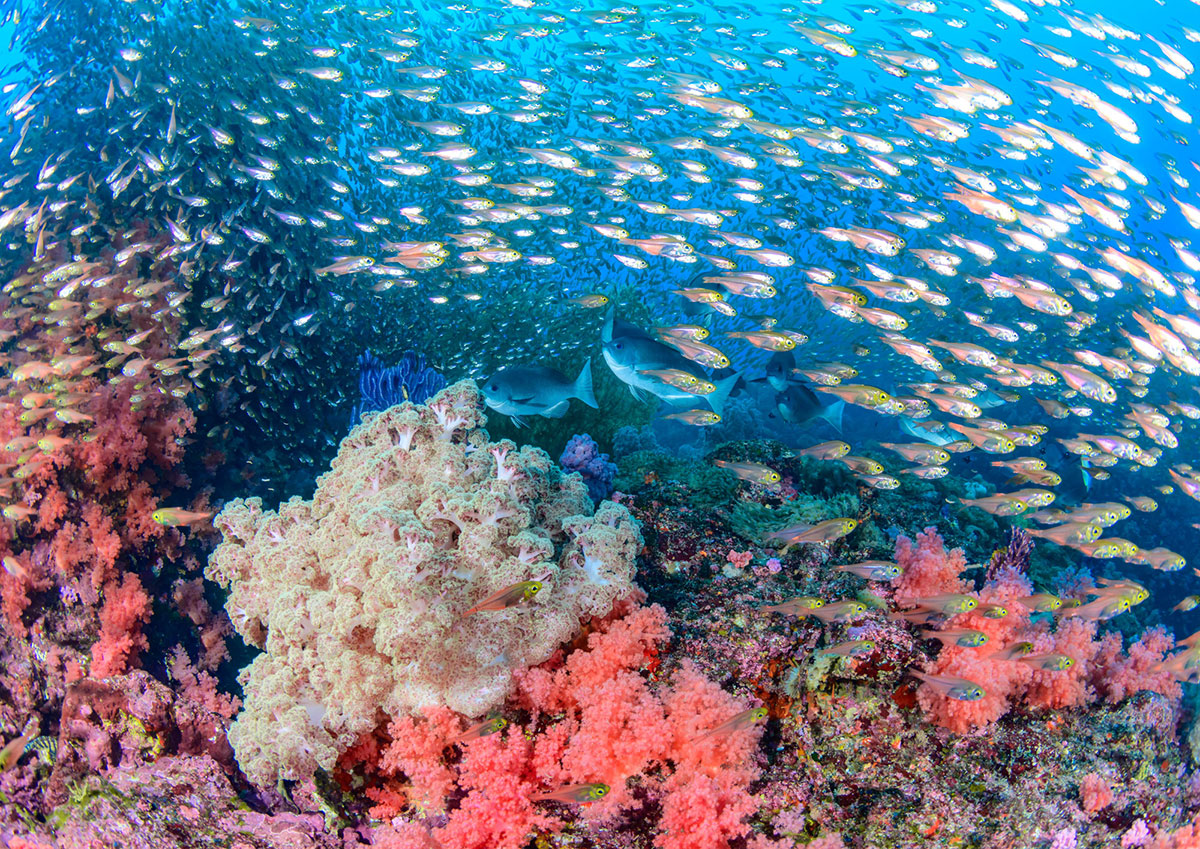 伊豆半島・魚の群れ【写真：茂野優太】