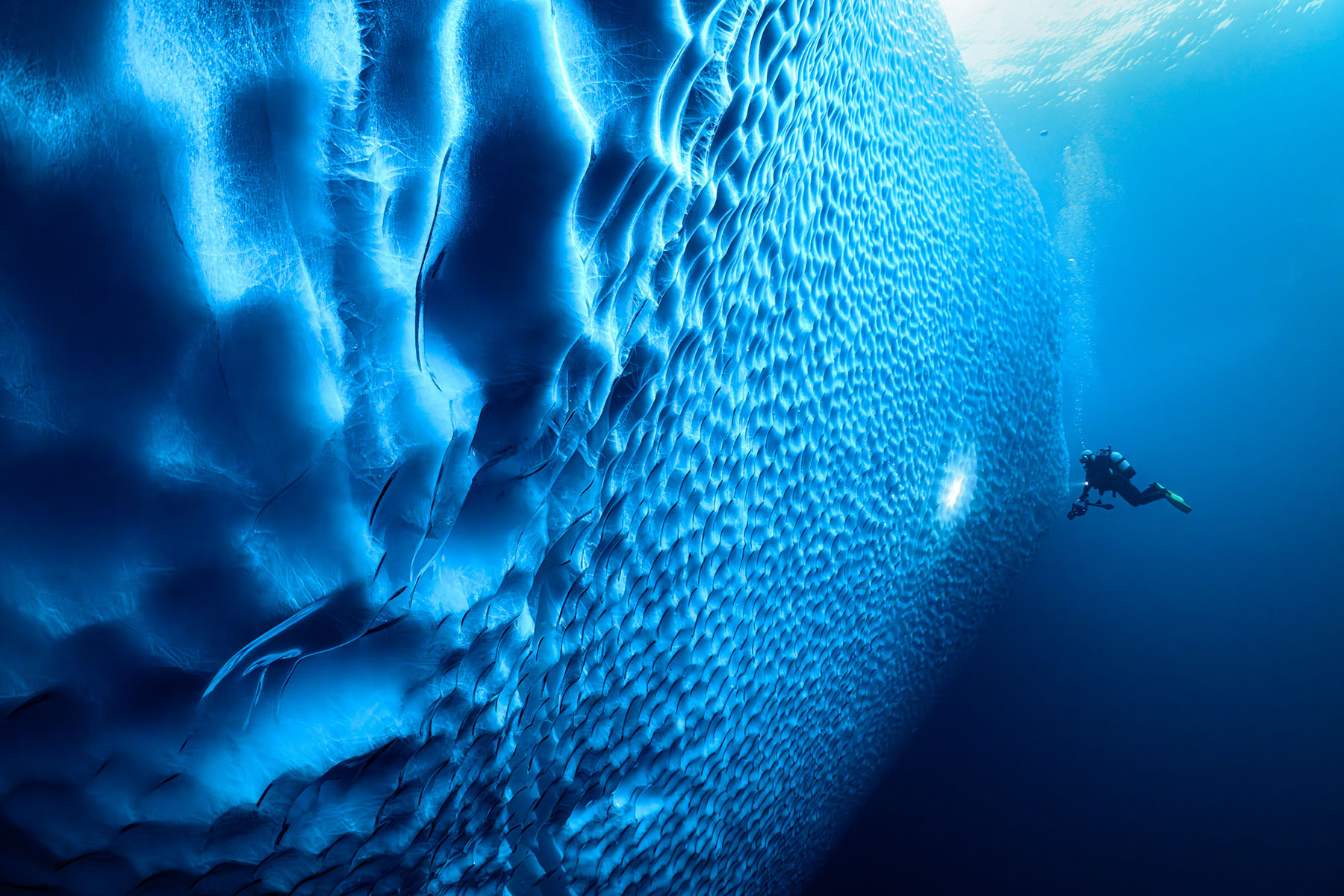 北極圏グリーンランド・氷山とダイバー【写真：茂野優太】